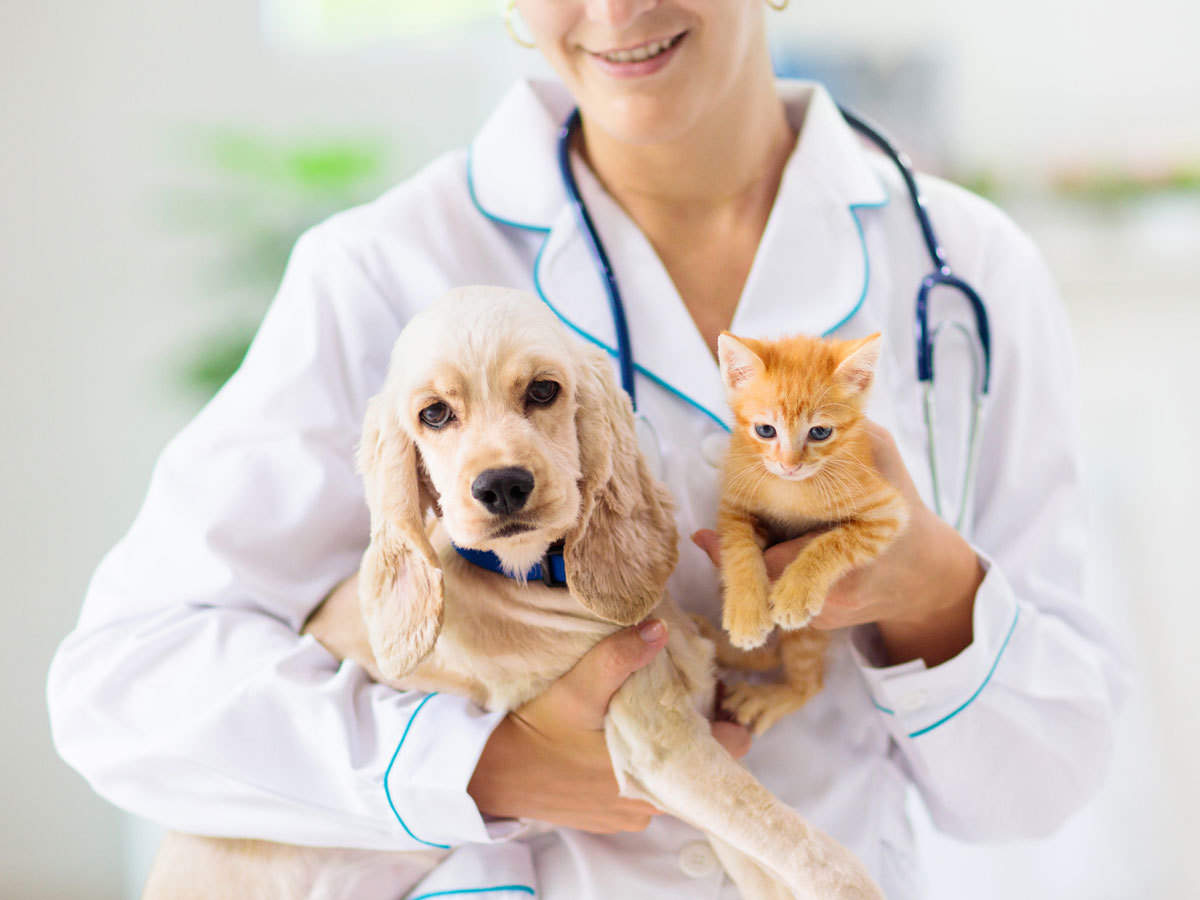 What are the Insurance Coverages for Dogs and other Pets?